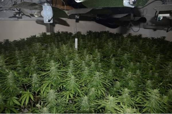 Cần sa trong một ngôi nhà bị phát hiện trong chiến dịch của cảnh sát. Ảnh: Lancashire Police.