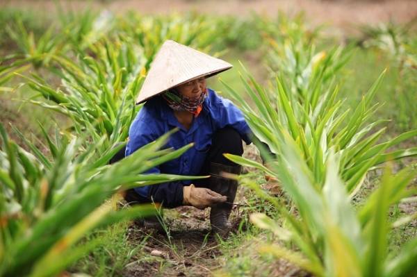Việt Nam còn khá nhiều tiềm năng để phát triển dược liệu.