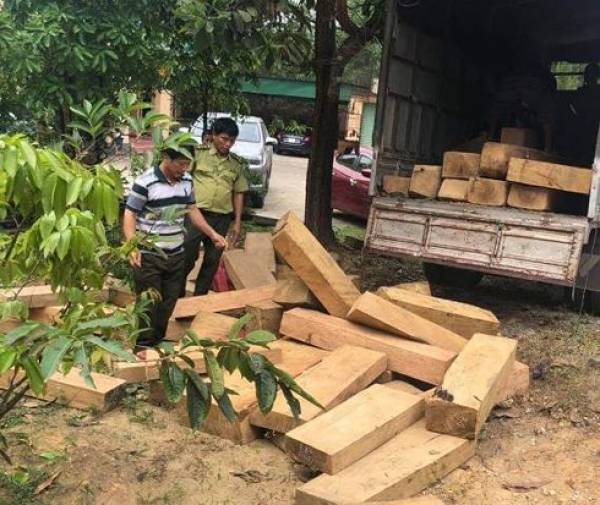 Số lượng lớn gỗ dổi không rõ nguồn gốc.