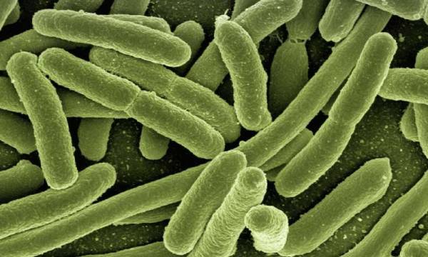 Nghiên cứu khoa học nổi bật: Vi khuẩn tạo ra dòng điện