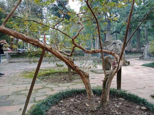 “Cụ“ ổi có dáng huyền, mang thế rồng