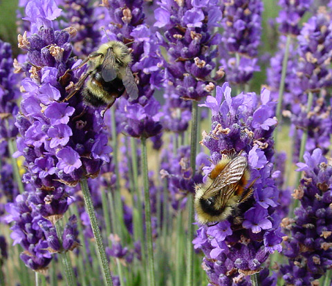 26032011afamilydulichlavender.jpg