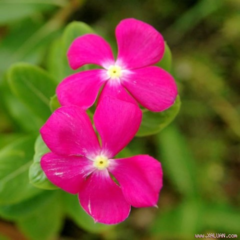 Cây bóng nước chữa sưng đau.