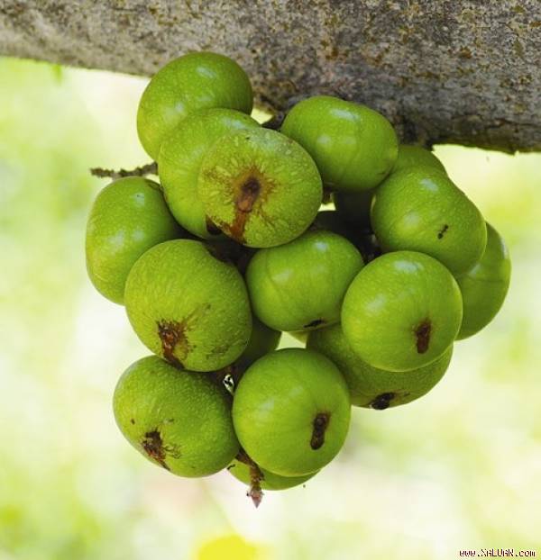 3 bước đơn giản làm món gỏi sung ăn vào sạch ruột