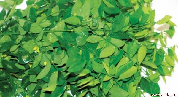 Image result for Vò nát rau ngót trước khi nấu