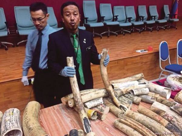 8 người Việt bị bắt vì buôn bán bộ phận cơ thể động vật hoang dã