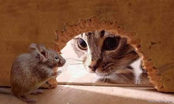 Kết quả hình ảnh cho mèo và chuột
