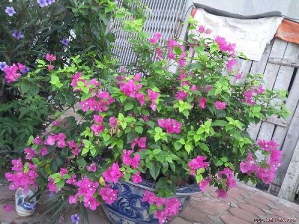 Người mệnh Hỏa nên trồng cây gì trong nhà để hút tài lộc đuổi rủi ro