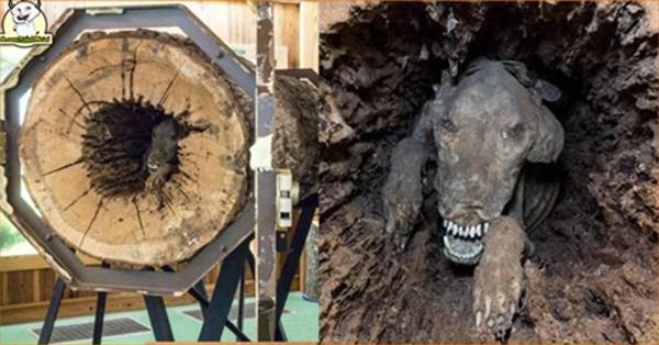 Mắc kẹt giữa thân cây, chú chó giữ nguyên hình dạng suốt 60 năm