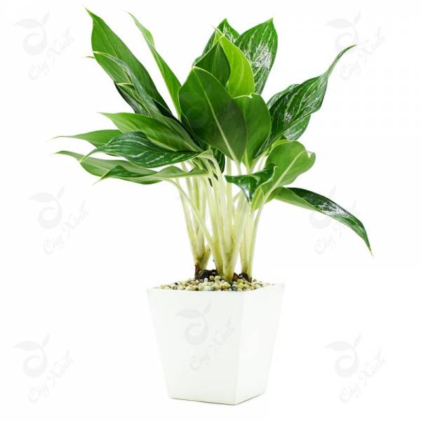 Cây trầu bà hợp với tuổi và mệnh gì