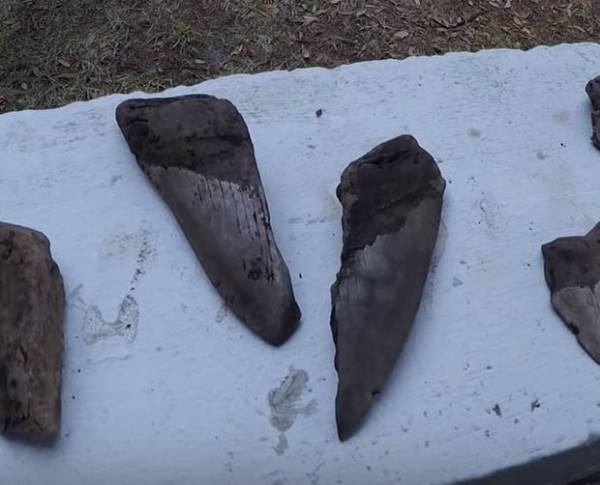 Răng của cá mập bạo chúa Megalodon