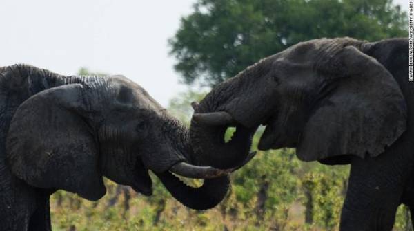 Những con voi châu Phi được chụp trong Công viên Quốc gia Hwange ở Zimbabwe. Ảnh: CNN.