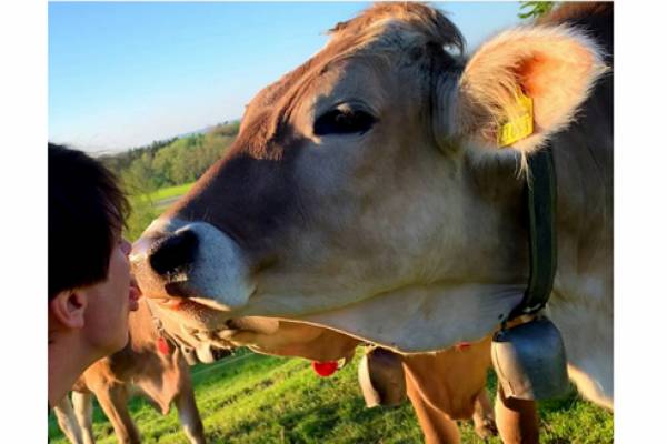 Người tham gia thử thách nụ hôn bò để làm từ thiện.