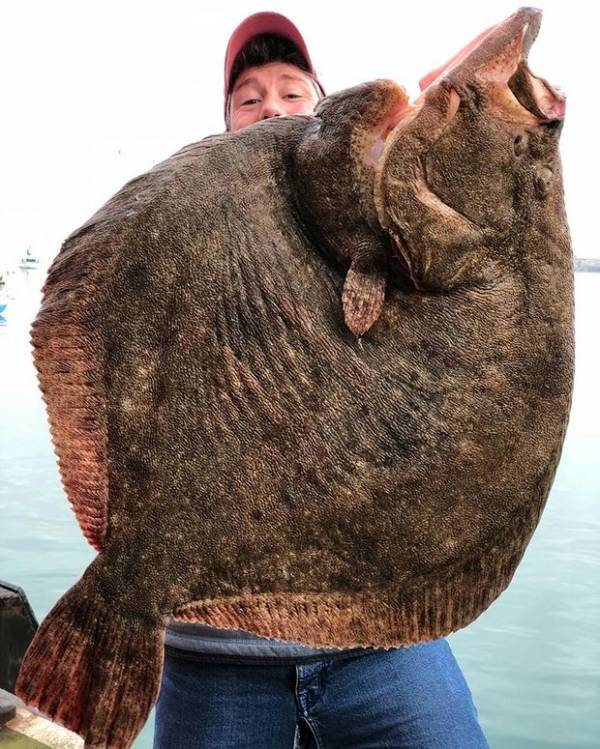 Josh tin ràng con cá Turbot này đã 80 tuổi.