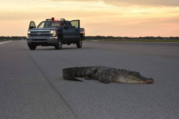 Con cá sấu “lì lợm“ nằm trên đường băng tại Căn cứ Không quân MacDil. Ảnh: Facebook/MacDill Air Force Base.