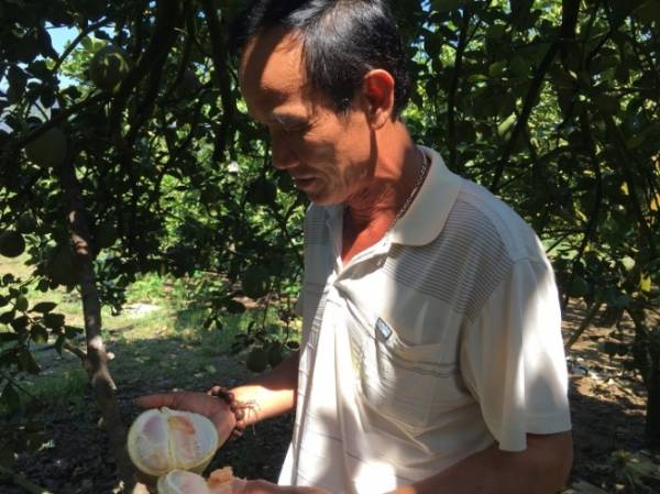 Ông Trần Văn Thiện là một trong những người đầu tiên trồng bưởi da xanh ở Khánh Vĩnh