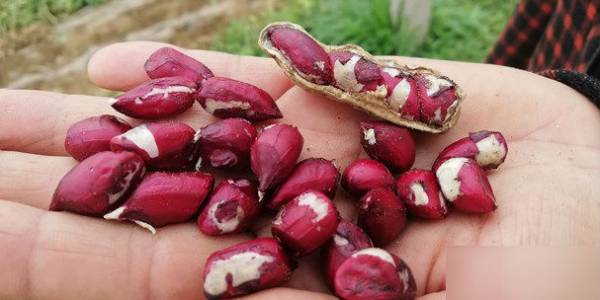 Lạc đỏ 3 nhân lần đầu tiên trồng ở Diễn Châu. Ảnh: Mai Giang