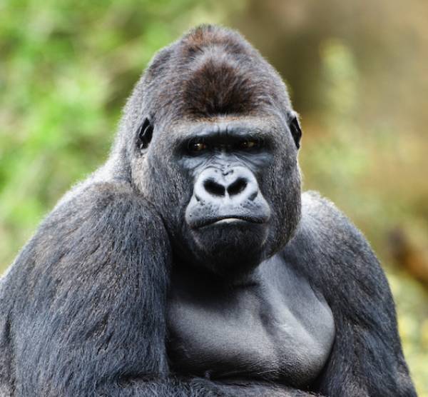 Khỉ đột là một trong những loài vượn gần với con người nhất.