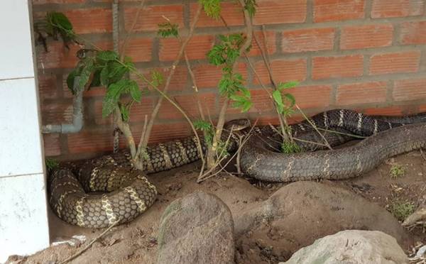 Cặp rắn “khủng“ được các công nhân bắt được ở chân núi Cấm, An Giang vừa qua