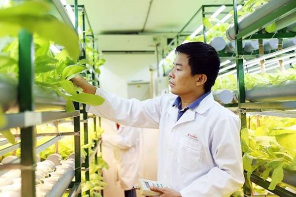 Các nhà khoa học của Công ty cổ phần Bóng đèn phích nước Rạng Đông thử nghiệm sản phẩm đèn led trên một số nông sản.