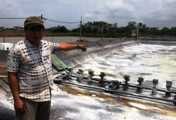 Dùng vôi bột để xử lý ao nuôi tôm. Ảnh: Vũ Thượng