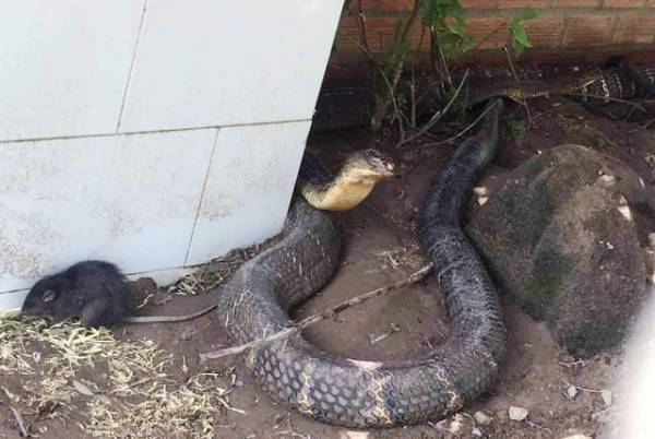  UBND tỉnh sẽ thành lập Hội đồng để tìm chỗ ở mới cho cặp rắn hổ mây “khủng“ này