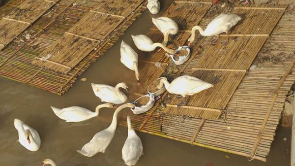 Vì say nắng nên một con thiên nga đã bị ngất