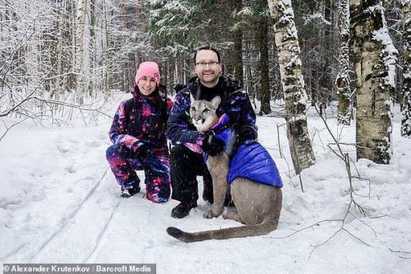 Sergey và Marina Ross cùng chú sư tử núi Irma