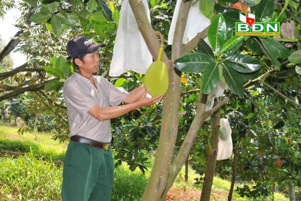 Sử dụng túi nhựa để bọc trái nên vườn mít của ông Nguyễn Quốc Khánh ở thôn 8, xã Nhân Cơ (Đắk R’lấp) tránh được các bệnh do côn trùng chính hút, gây bệnh cho trái