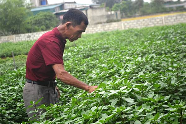 Ông Phan Văn Đệ, ông tổ nghề trồng rau gia vị của thôn La Xá.