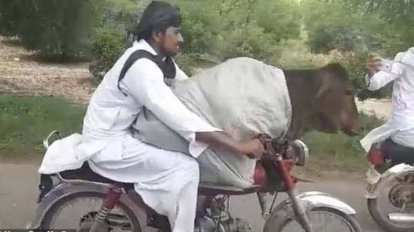 Con bò trông rất điềm tĩnh trong đoạn video