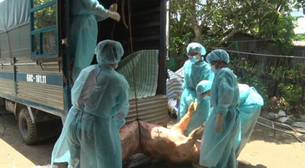 Hơn 1,7 triệu con heo nhiễm bệnh bị tiêu hủy XUÂN LAM