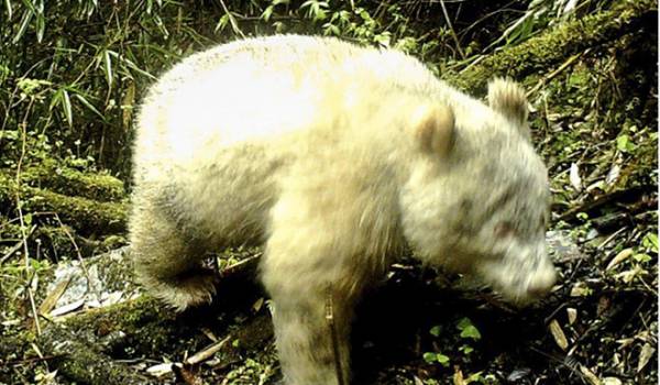 Con gấu trúc bạch tạng, với cả bộ lông lẫn móng vuốt đều có màu trắng, được phát hiện ở tỉnh Tứ Xuyên, Trung Quốc. Ảnh: Weibo.