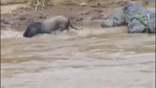Clip: Linh dương đầu bò vật lộn với cá sấu, trở về từ dòng nước tử thần