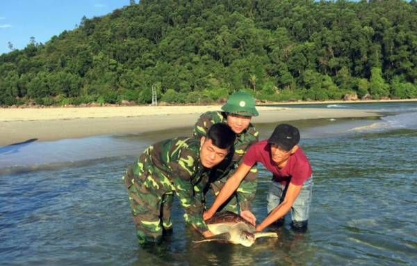 Thả cá thể rùa quý hiếm về với biển. Ảnh: Biên phòng cung cấp