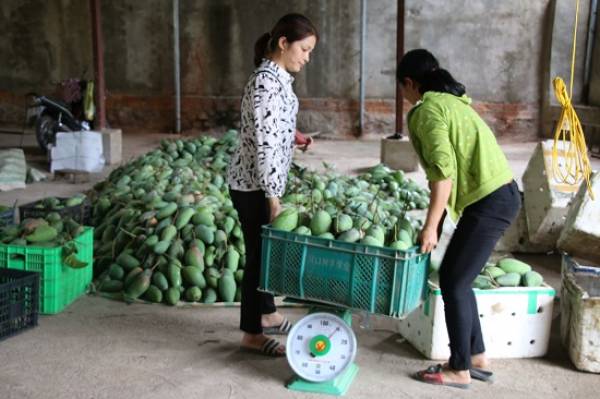 Xoài Sơn La đang bước vào vụ thu hoạch.