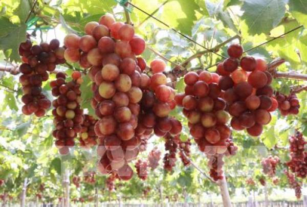 Nho là cây trồng chủ lực, thích nghi với điều kiện khí hậu đặc trưng khô và nóng của Ninh Thuận. Ảnh: Nguyễn Thành - TTXVN