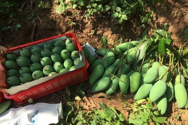 30 tấn xoài Sơn La xuất khẩu sang Trung Quốc