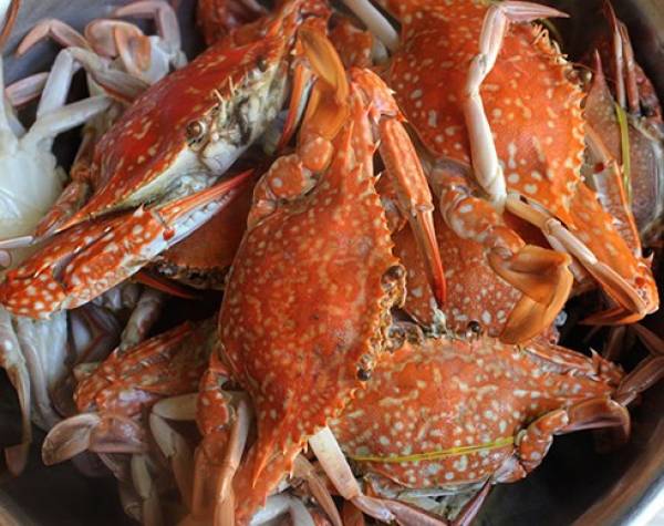 Mỹ ‘chê’ ghẹ Trung Quốc, tìm mua ghẹ Việt: Trong nước ăn còn chưa đủ!