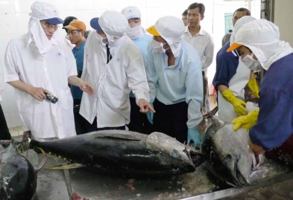 Kiểm tra chất lượng cá ngừ để xuất khẩu sang Nhật - Ảnh: Hoàng Trọng