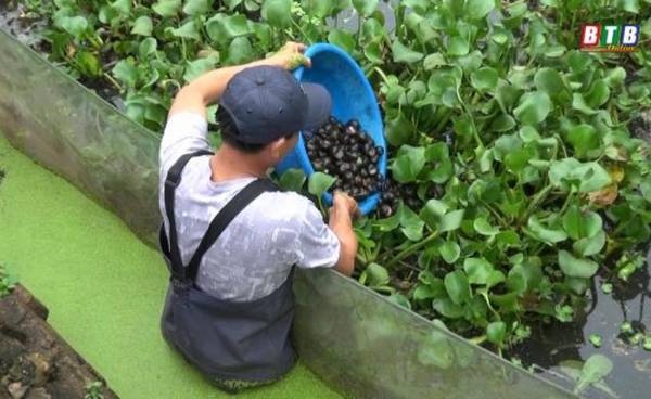 Nuôi ốc nhồi ở tỉnh này được cho là làm chơi ăn thật, 1 sào lãi 50 triệu