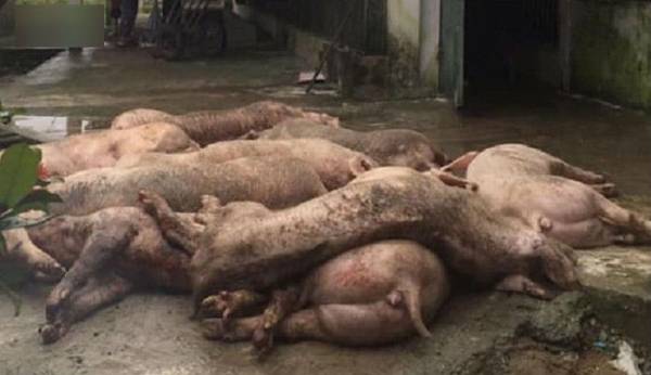 Dịch bệnh tả lợn Châu Phi đã gây thiệt hại hàng nghìn tỷ đồng mà mà Nhà nước đang phải sử dụng ngân sách để hỗ trợ nông dân.