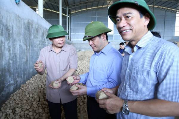 Bộ trưởng Bộ NNPTNT Nguyễn Xuân Cường (trái) cùng Bí thư Tỉnh ủy Thái Bình Nguyễn Hồng Diên (giữa) xem khu vực chế biến thức ăn cho trâu bò từ lõi bắp ngô. Ảnh: M.H