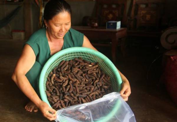 Từ “nghề“ phụ này, mỗi năm gia đình chị Đào thu nhập thêm hơn 100 triệu đồng.