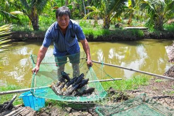 Ông Trần Văn Giới, Phó bí thư Chi bộ, kiêm Trưởng Ấp 1, là người tiên phong trong các mô hình kinh tế: Nuôi cá bống tượng, tôm 2 giai đoạn... thu nhập từ 300-400 triệu đồng/năm.