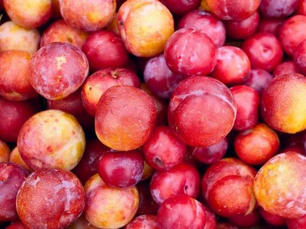 Quả mận, vị thuốc quý trị nhiều bệnh