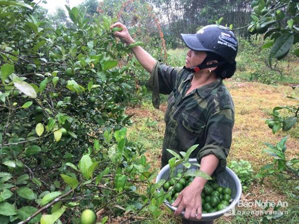 Chị Thái Thị Thu đang thu hoạch chanh ở vườn nhà. Ảnh: Ngọc Phương