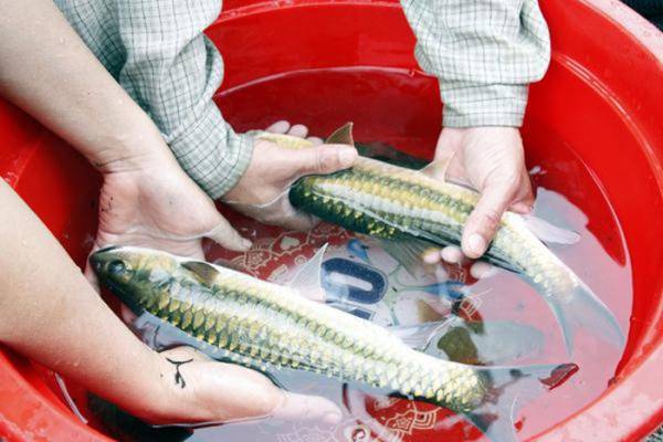 Cá Mỵ giống được nuôi nghiên cứu tại Trung tâm Thủy sản Hà Giang. Cá Mỵ là một trong những loài cá quý hiếm trên địa bàn tỉnh Hà Giang.