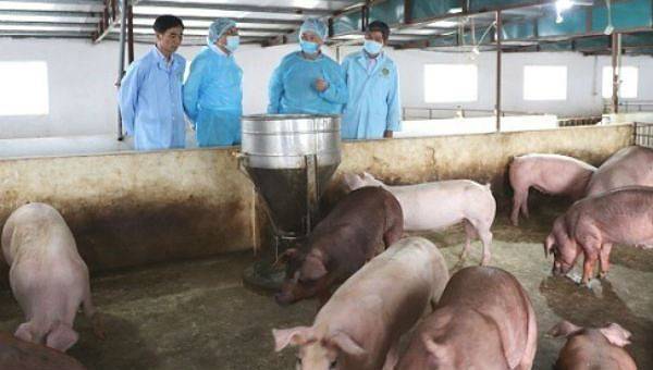 Chỉ còn tỉnh Ninh Thuận không có dịch tả lợn châu Phi