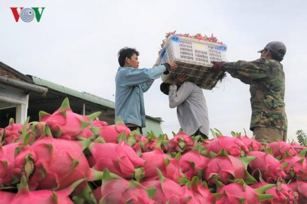 Thanh long mang lại nguồn thu cao cho nông dân tỉnh Bình Thuận